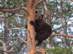 Бурый медведь на дереве фото